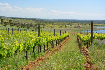 Fototapeta na wymiar Scenic landscape of wineyard in Portugal
