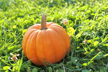 Autumn pumpkin on the grass