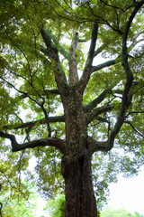 春日大社のイチイガシ