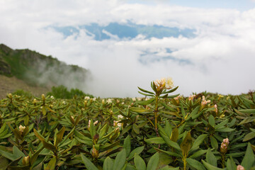 Obraz premium Rhododendrons. Caucasian mountains of Krasnaya Polyana Sochi.