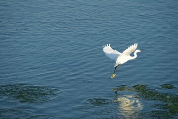 Fototapeta na wymiar white coloured bird egret flying over a water body