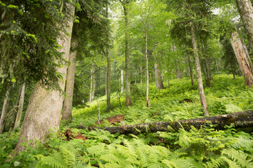 Green forest in the mountains. Russia,Krasnaya Polyana.