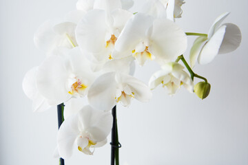 Bonita orquídea blanca con flores y capullos