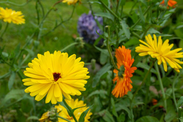 Yellow flowers grow on the flowerbed