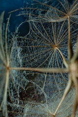 macro photo of fluff goat
