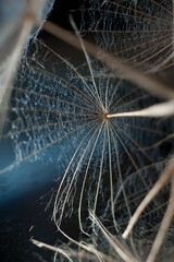 macro photo of fluff goat