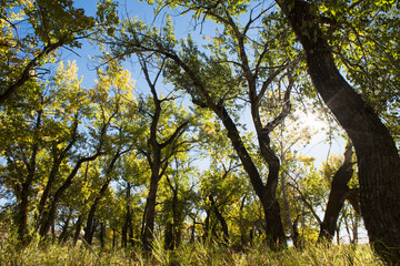 Early morning light through a cottonwood forest in the Old Man River valley.