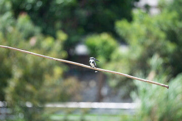Pied Kingfisher