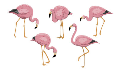 Set of pink flamingos birds in different poses. Male and female Anser caerulescens. Birds of Africa and South America. Realistic vector image
