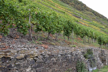 Weinberge im Moseltal bei Lehmen 10/2020