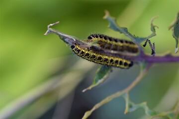 Cabbage caterpillars on a green cabbage leaf