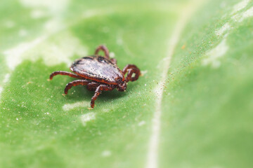 A dangerous parasite and infection carrier mite sitting on a green leaf