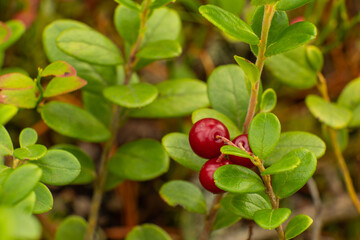 healthy, natural,organic red cranberries with a Bush in the forest in summer and autumn