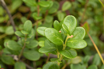 healthy, natural, medicinal cranberry leaf with plants, moss in the forest in summer, autumn