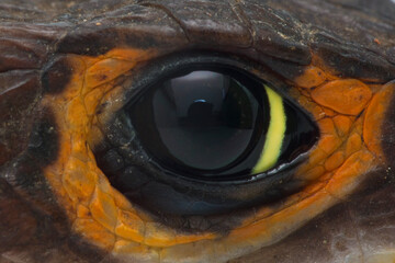  Close up of Red Eyed Crocodile Skink.