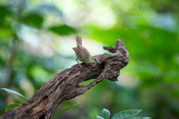 Pin - Striped Tit - Babbler