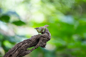 Pin - striped Tit Babbler