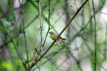 Pin - striped Tit Babbler
