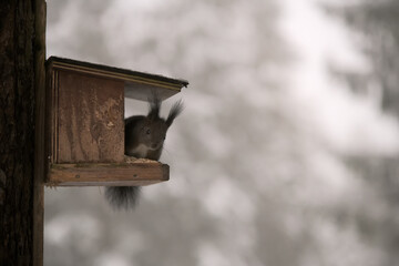 Obraz na płótnie Canvas Ein Eichhörnchen im Winter an einen Vogelhäuschen 