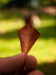Close-up photography of a faded golden leaf fallen down from tree and holded in man's fingers on the foreground and blurred lawn during morning walking in park in October
