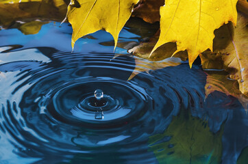 Yellow autumn maple leaf with reflection and drop over wavy water