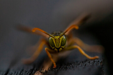 Close up shot of wasp	