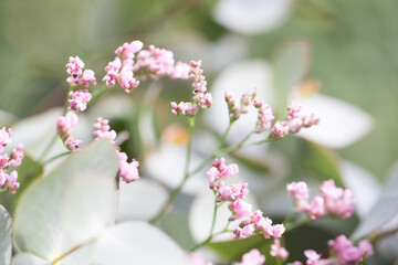A bouquet of mixed flowers pink and white Australian natives in brown sustanable recycled brown paper lit by natural light white pink blooms and eucalyptus leaves spring summer season