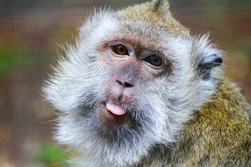 Obraz premium Monkey