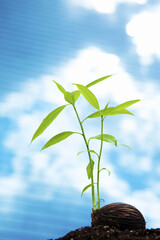 ビルに照らされる種子