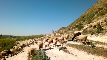 Rebaño de ovejas en una cañada Real