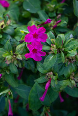 purple flowers of Mirabilis Jalapa, known as 'The beauty of the night'
