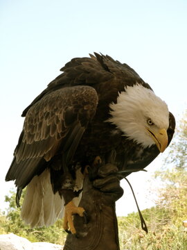 Águila Americana