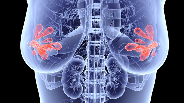Mammary Gland Anatomy.3d illustration