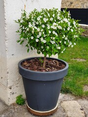 seedlings in a pot