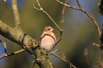 A common chaffinch Fringilla coelebs
