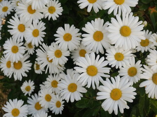 Fototapeta premium Fall Daisies