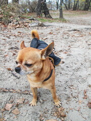 chihuahua dog sitting on the ground