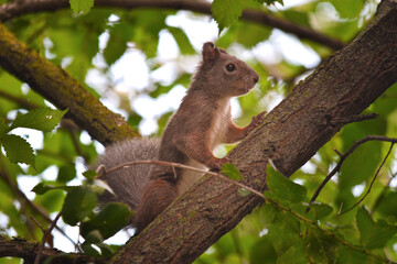 squirrel on tree