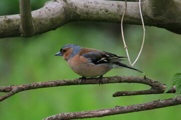 A common chaffinch Fringilla coelebs