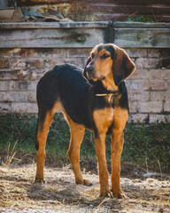 portrait of a dachshund