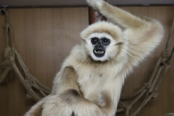 Gibbon 