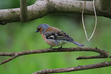A common chaffinch Fringilla coelebs