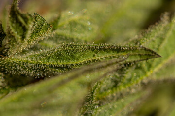 Close up crystals on marijuana leaf	