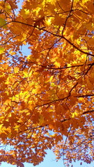 autumn leaves background