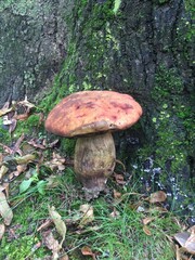 mushrooms in the forest