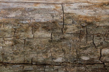 old cracked wood without bark. Wooden background
