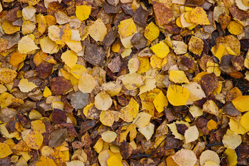 Autumn textured background - fallen yellow birch leaves. Indian summer.