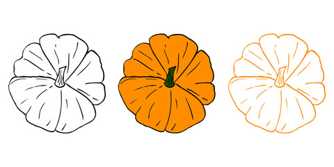 Pumpkin set illustration (line art). Perfect for your halloween/thanksgiving/organic natural design. Vector eps10, objects isolated on white background.