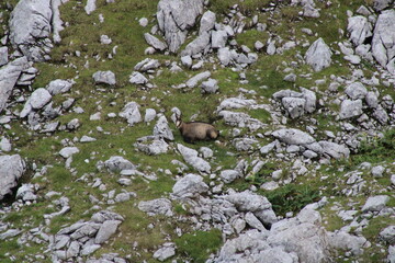 Chamois buck in the Austrian Alps in summer
