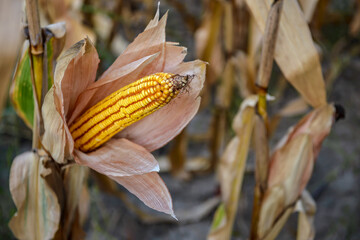 Corn on the stalk in the field